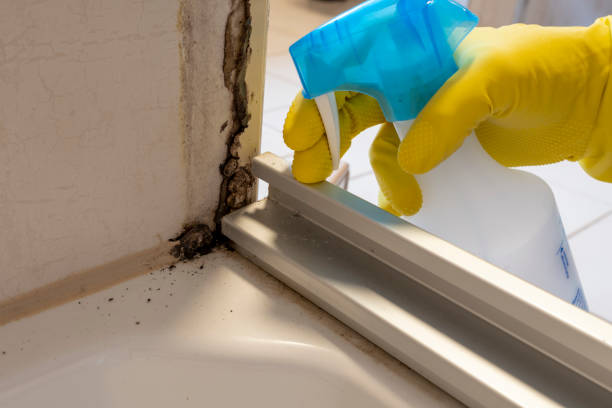 Best Mold Remediation for Specific Building Types in Allison, IA